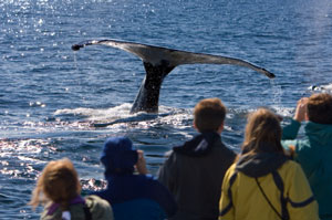 Whale Watching